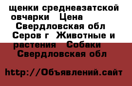 щенки среднеазатской овчарки › Цена ­ 5 000 - Свердловская обл., Серов г. Животные и растения » Собаки   . Свердловская обл.